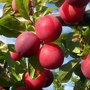 Алыча Аленушка поздн v7 120-140 Tim 