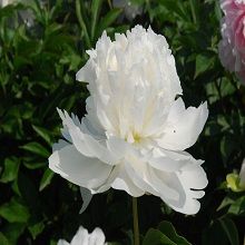 Пион травянистый Снежная гора (в тубе) 