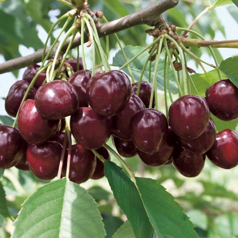 Черешня Любимица Астахова v7 100-140 Tim 