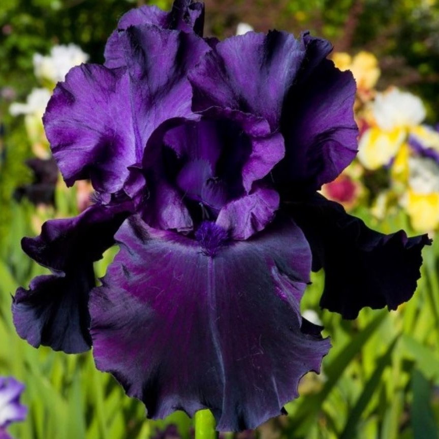 Ирис германский Блек Кнайт v2 Tim 