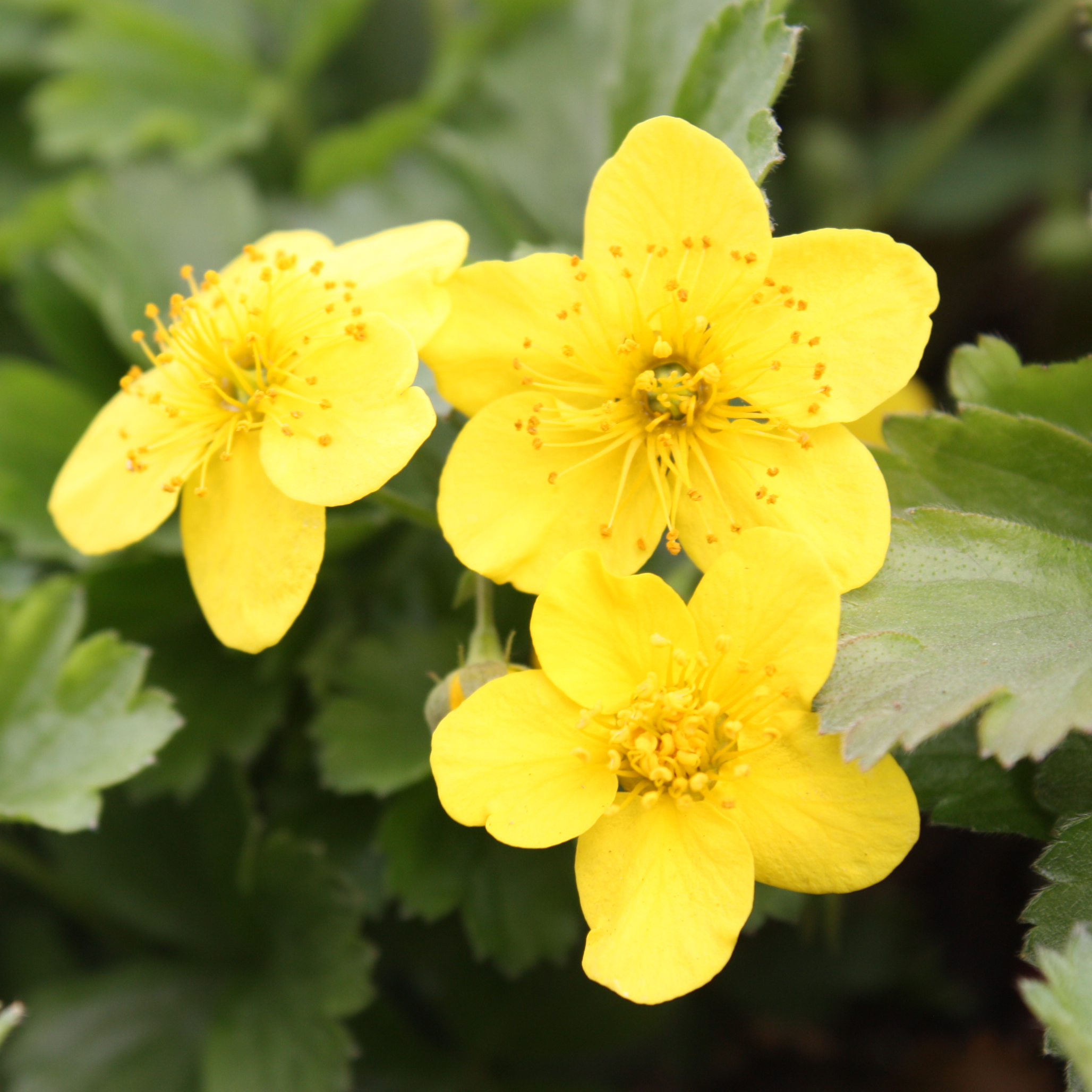 Вальдштейния гравилатовидная v3 Sav 