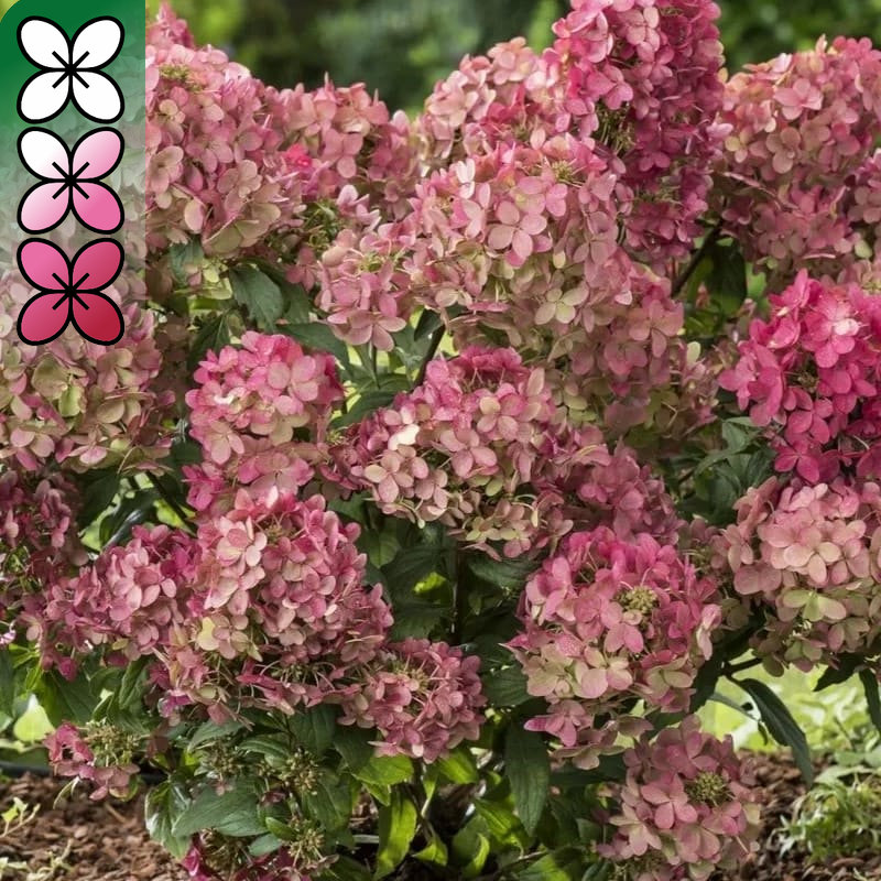 Гортензия метельчатая Петит Стар v3 Lav 