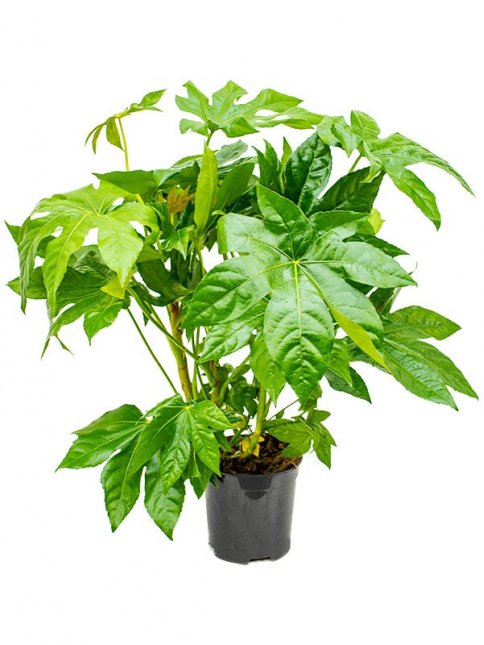 Фатсия Японика d19 h60 