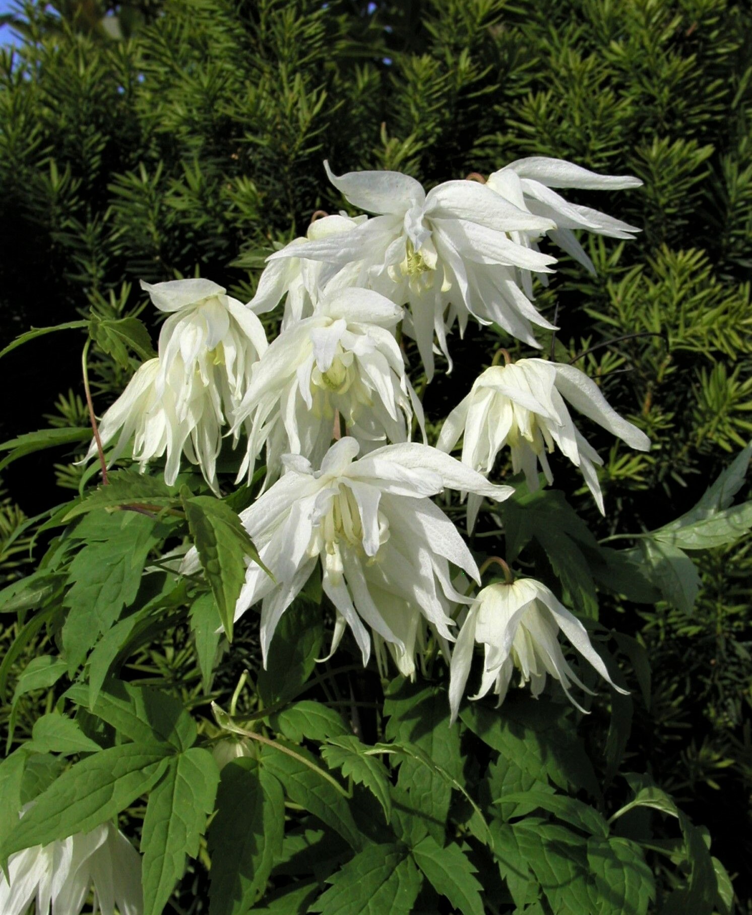 Клематис Альбина Плена v2 CL 