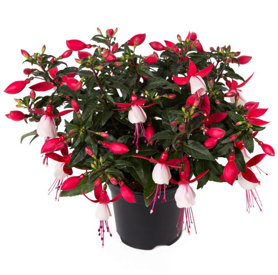 Фуксия микс d12 ХР 