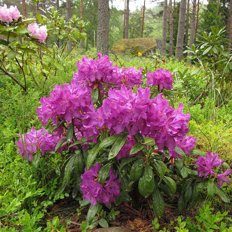Рододендрон гибридный Болеслав Хоробрый  v1 