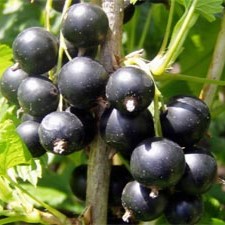 Смородина Шадриха,черная v5 Tim 