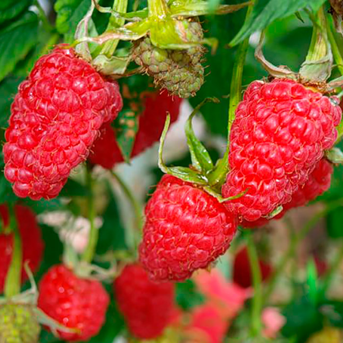 Малина Антарес красная в коробке Tim 