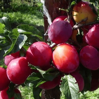 Слива Ред хард v7 100-140 Lav 