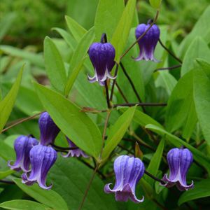 Клематис Софи р9 