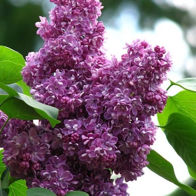 Сирень обыкновенная Павлинка v3,5 Ppl 