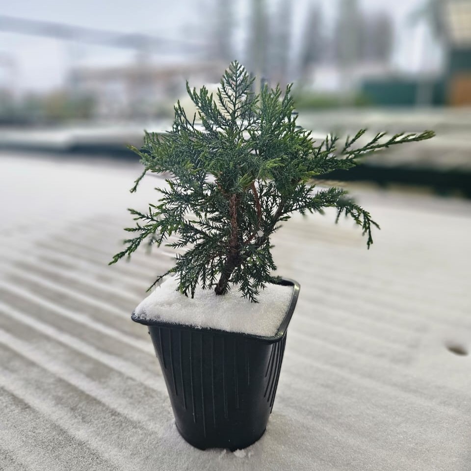 Можжевельник средний Вильгельм Пфитцер v2 Lav 