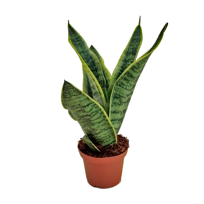 Основное изображение