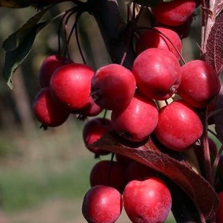 Яблоня Пионерка v7 100-140 Tim 