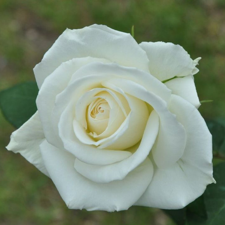 Роза чайно-гибридная Бианка белый в коробке ЦО 