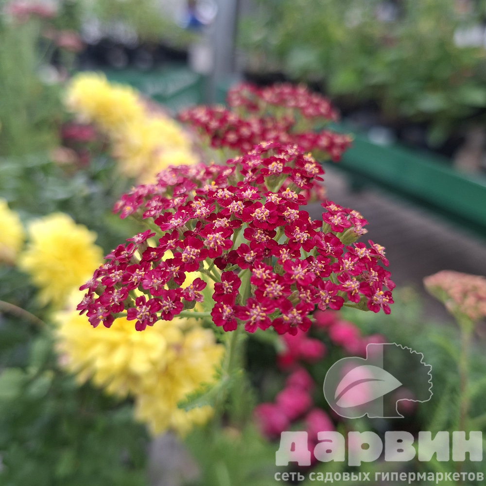 Тысячелистник v1,5 Push 