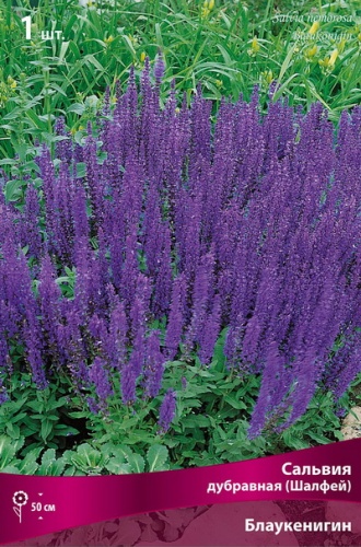 Корневище Сальвия дубравная (Шалфей) Блаукенигин I 1шт Поиск 