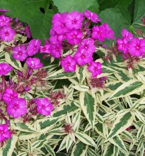 Флокс пестролистный V2 Ег 