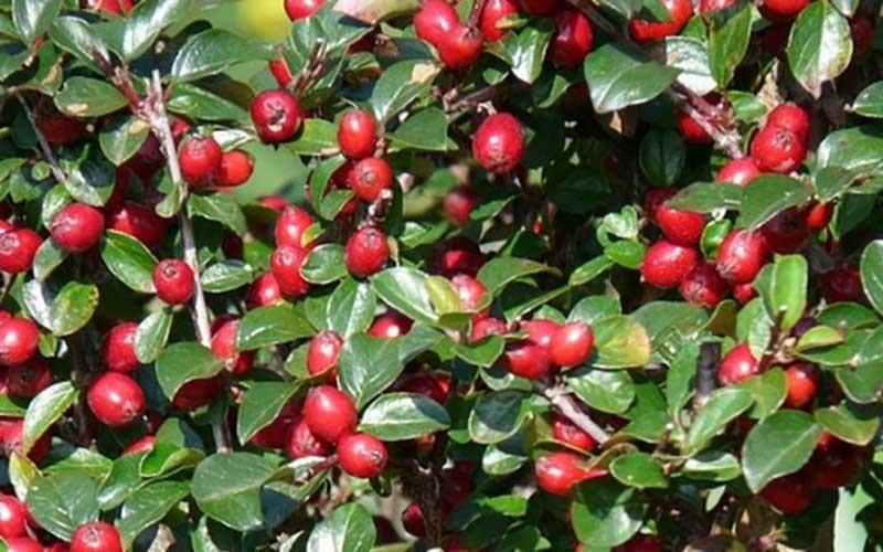 Кизильник даммера Миранда v5 Lav 