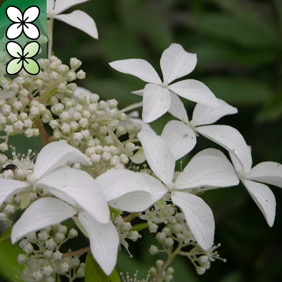 Гортензия метельчатая Грейт Стар v5 Lav 