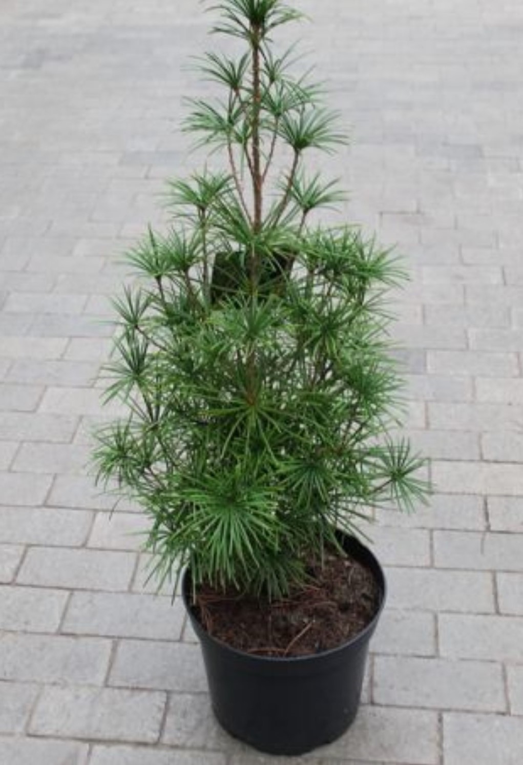 Сциадопитис ветикальный Карстен 30-40 Mt 