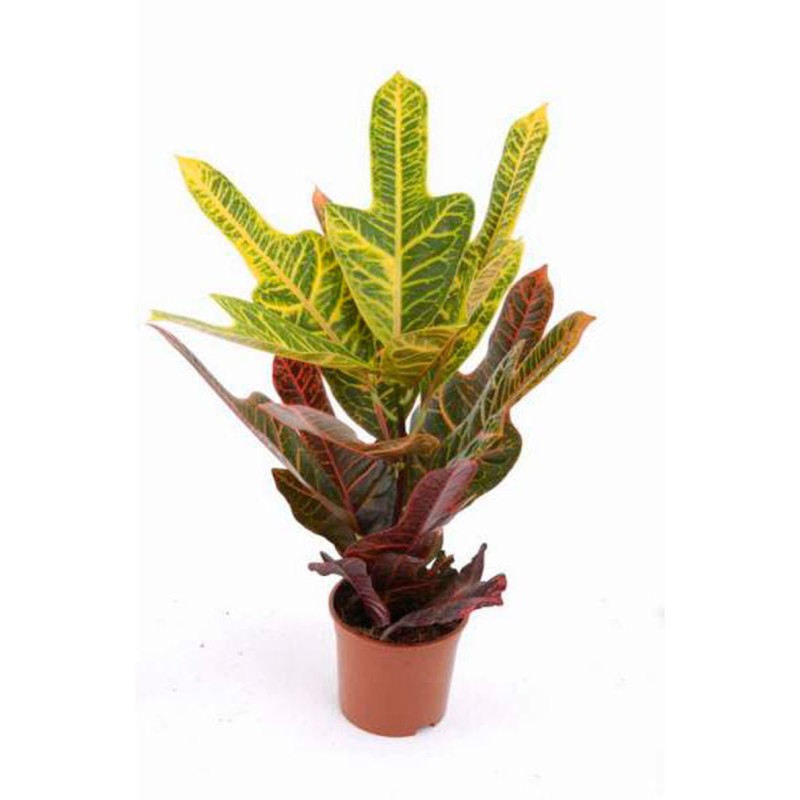 Кротон Экселент d13 h45 