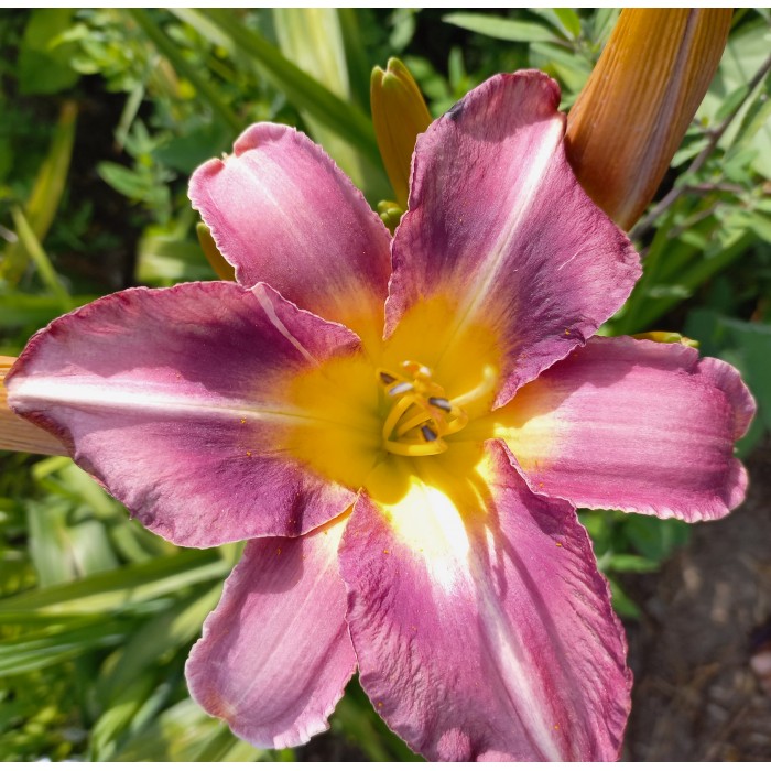 Лилейник Блю Шин v2 Tim 