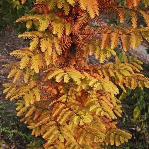 Метасеквойя Олл Бронз v7,5 h80-100 Lav 