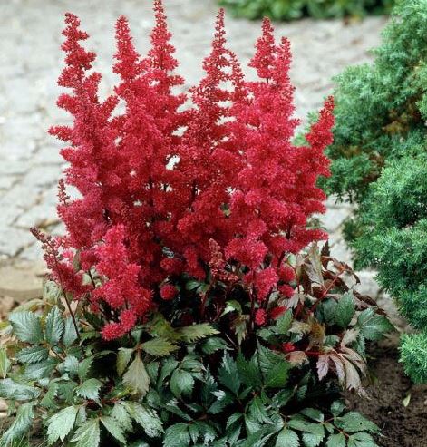 Корневище Астильба Арендса Спартан 1 шт Поиск 