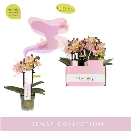 Фаленопсис 2 вет Арома Хоней d7 h25 