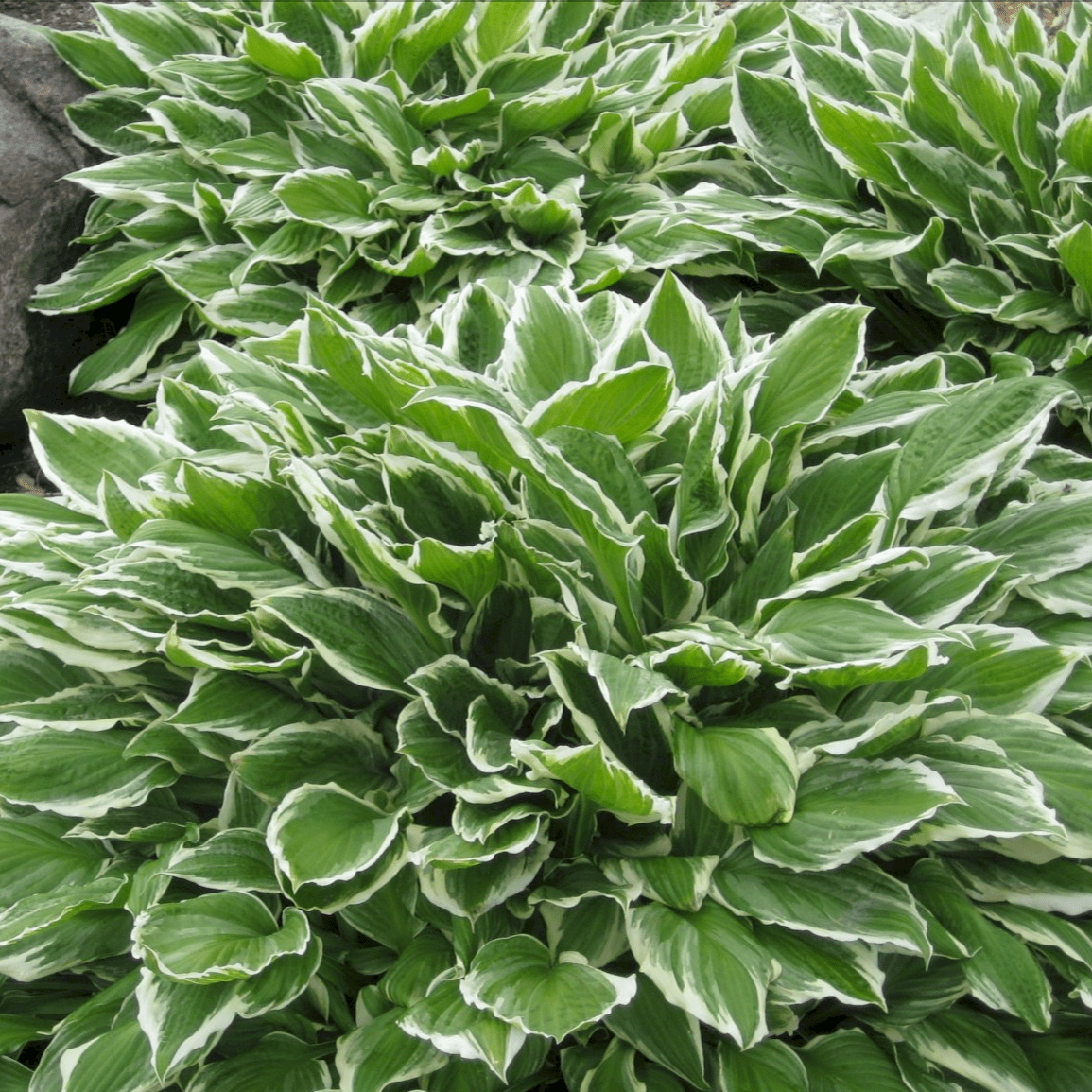 Хоста Франсе v2 Tim 