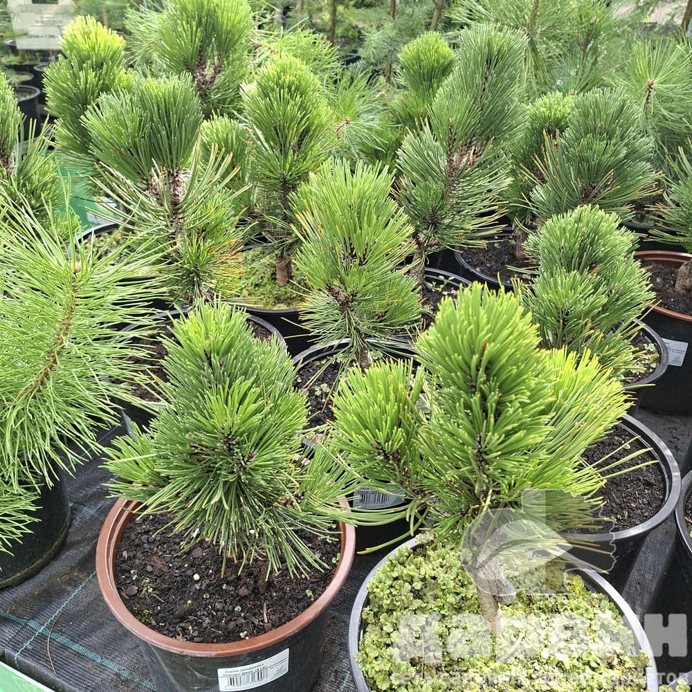 Сосна гельдрейха Компакт Джем v5 Lav 