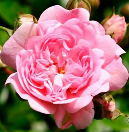 Роза почвопокровная Фэйри в коробке ЦО 