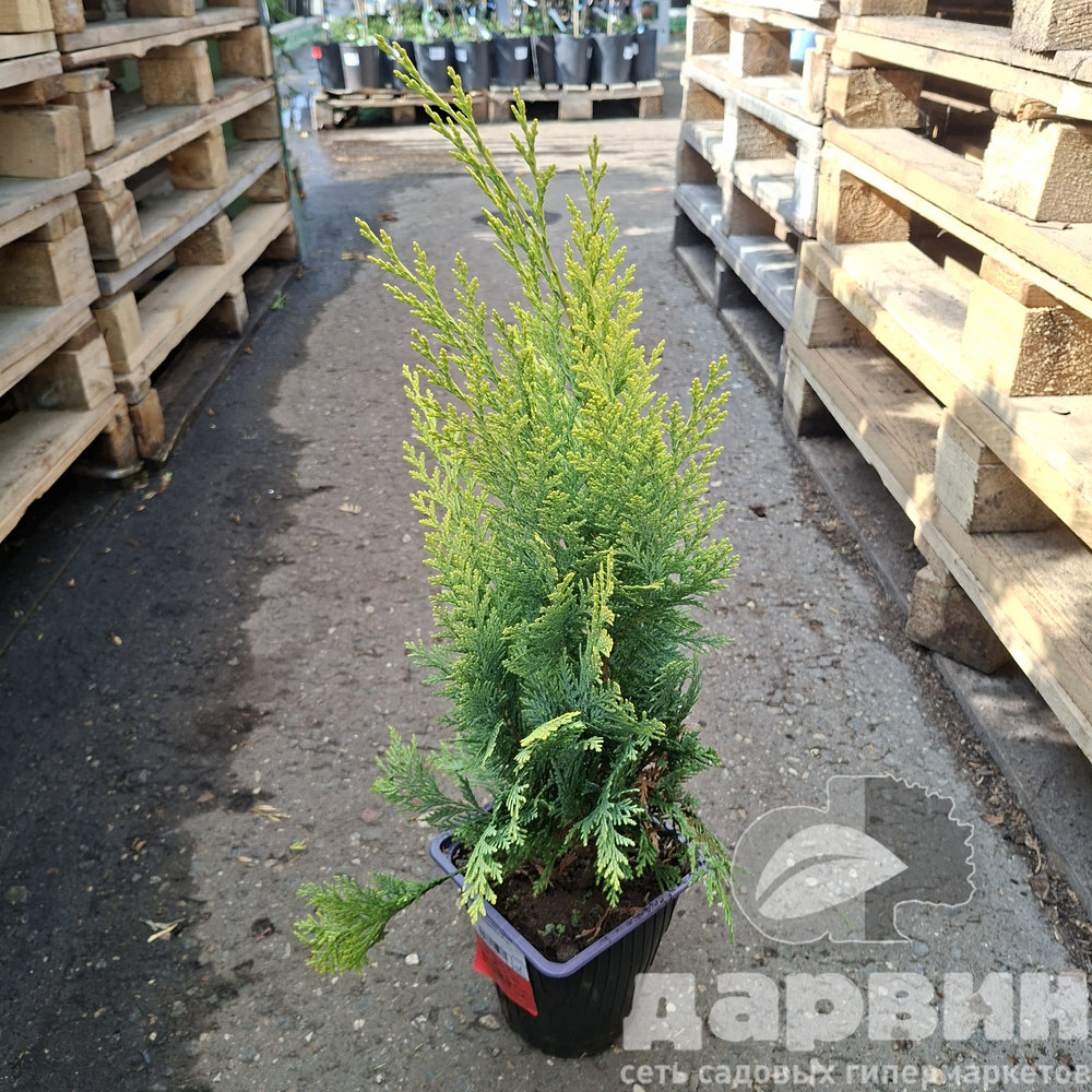 Кипарисовик лавсона Алюмиголд v2 Lav 