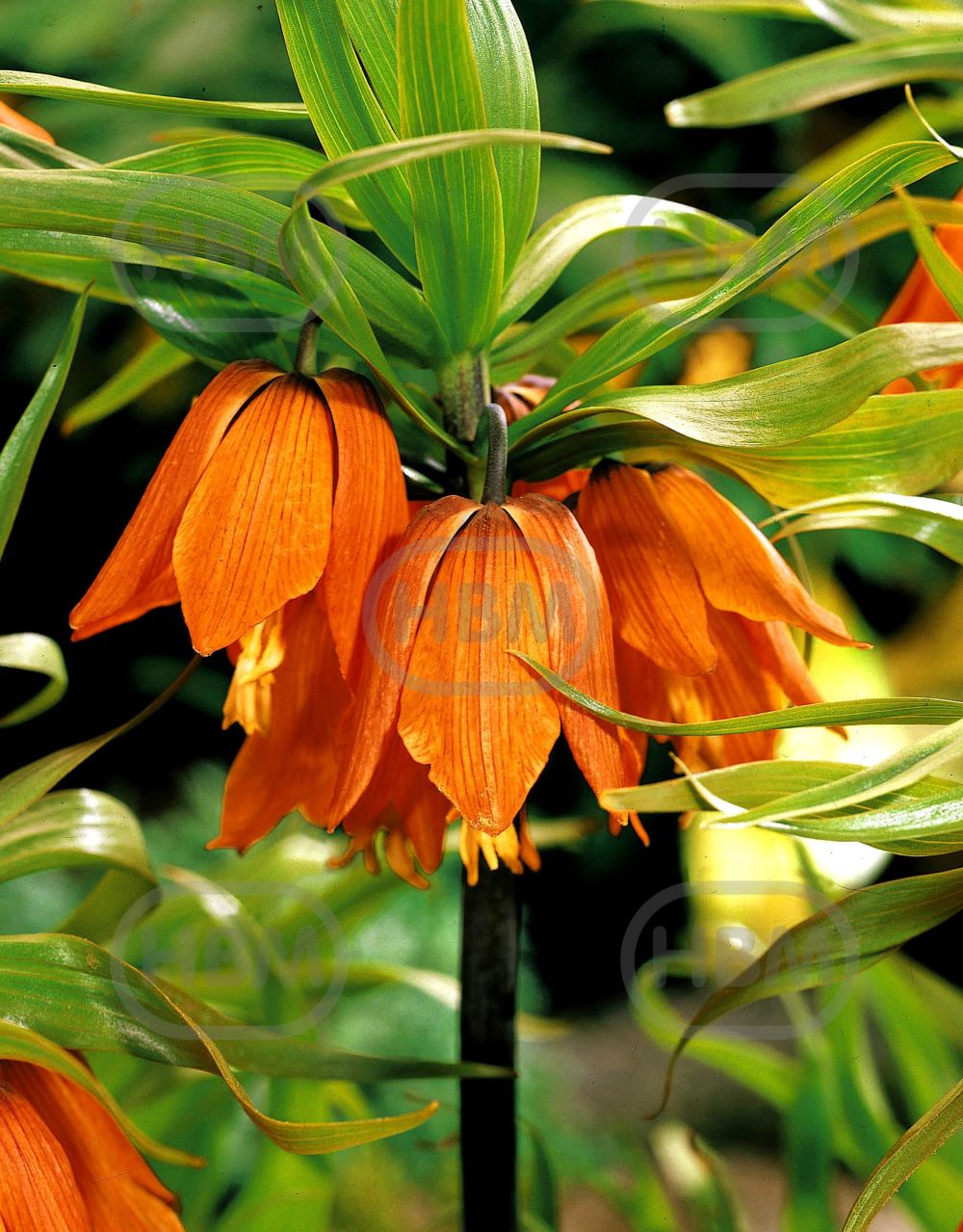 Луковица Рябчик императорский Аврора 20/22, 1 шт HBM 