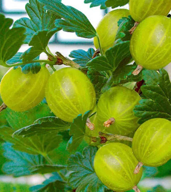 Крыжовник Инвикта С5 штамб 60-80 ЦО 