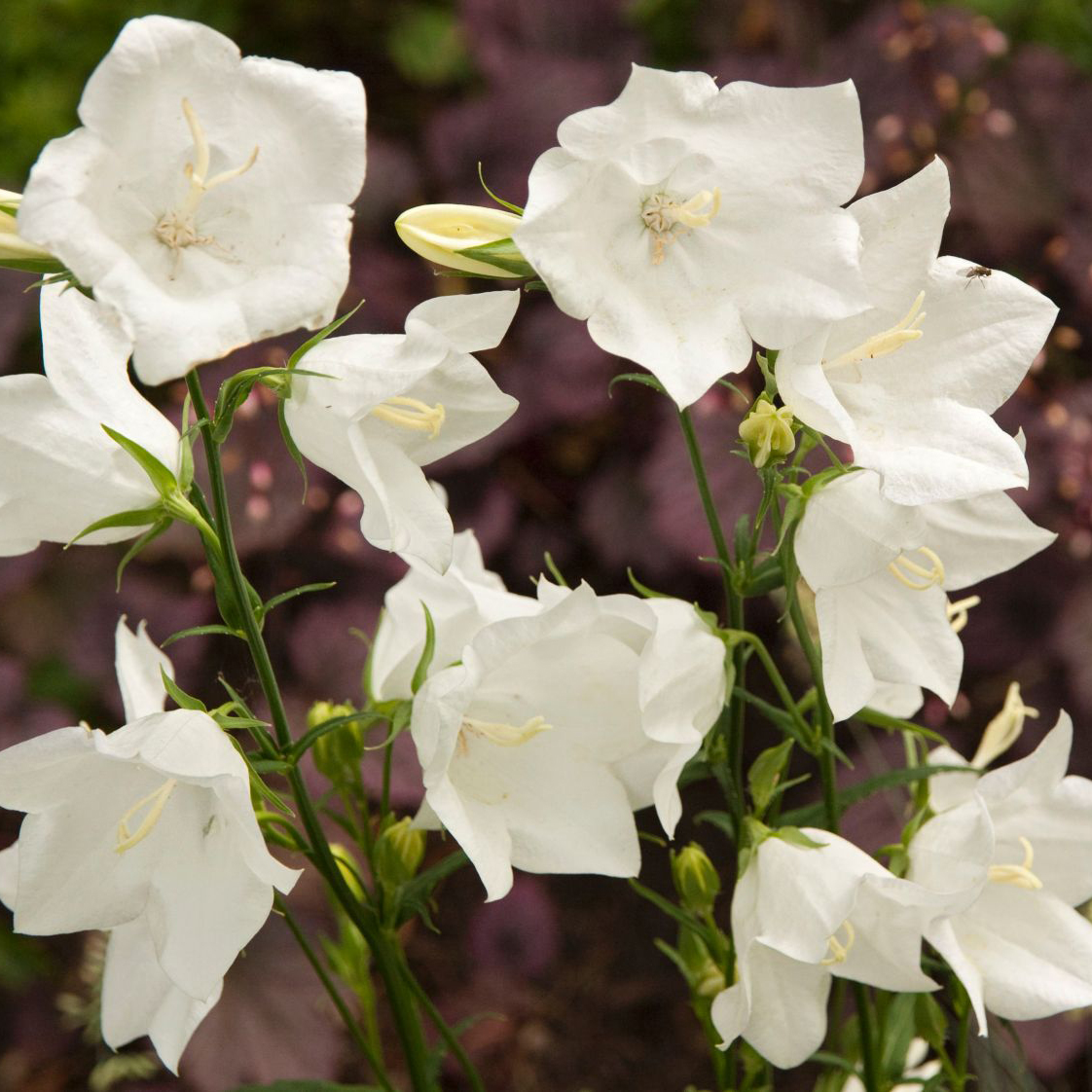 Колокольчик персиколистный Грандифлора р9 Sw 