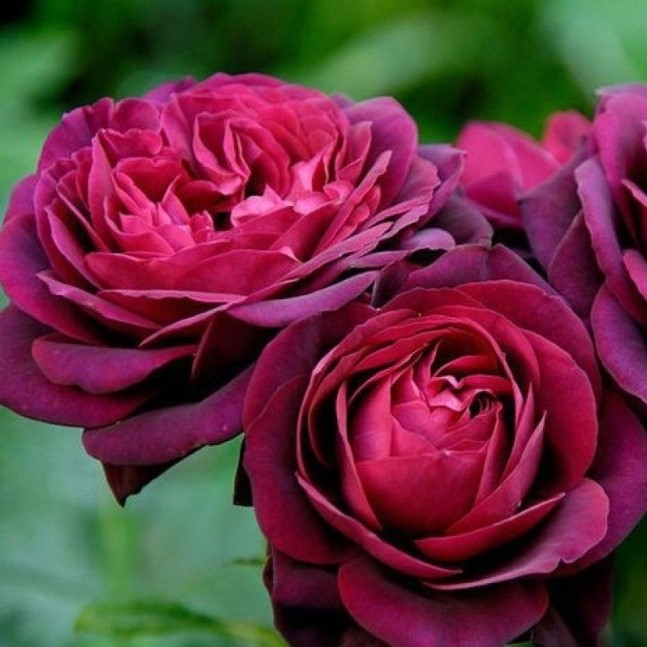 Роза парковая Астрид Графин фон Харденберг v5 Lav 