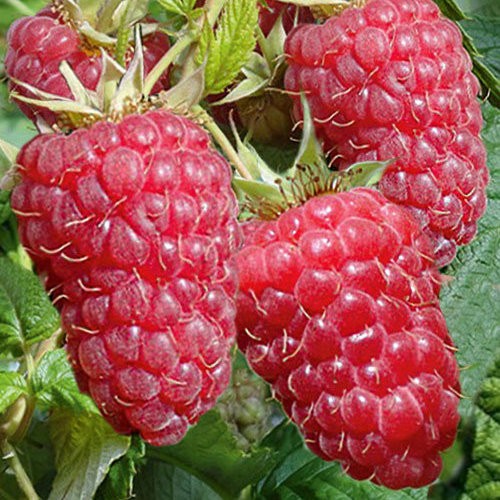 Малина крупноплодная Красная Гвардия красная v1 Tim по цене  Малина крупноплодная Красная Гвардия красная v1 Tim