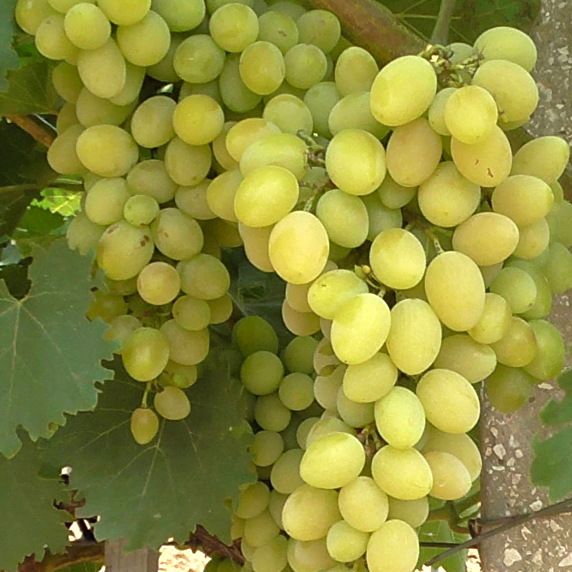 Виноград Августин желт. в коробке Tim 