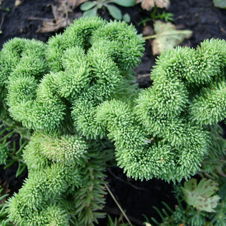 Очиток Кристатум р9 Sw 