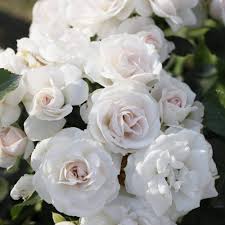 Роза флорибунда Аспирин v5 Lav 