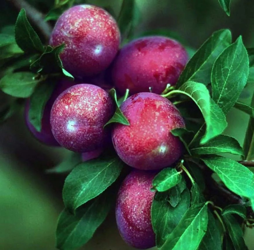 Шарафуга гибрид Вельвет Санрайз С7,5 ЦО 