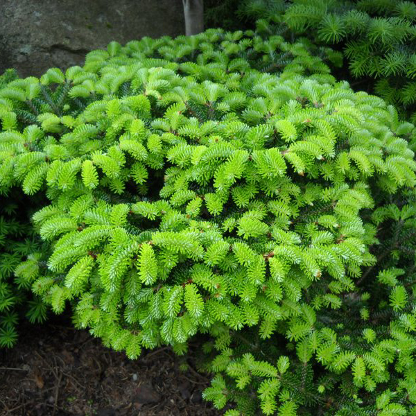 Растение пихта белая Аргау 20-25см 