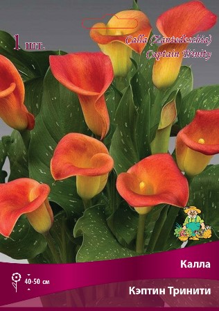 Корневище Калла Кэптин Тринити  1 шт Поиск 