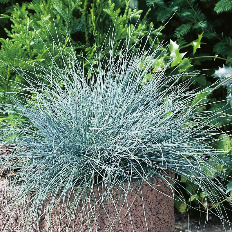 Овсяница сизая Эйсвогел d10 Lav 