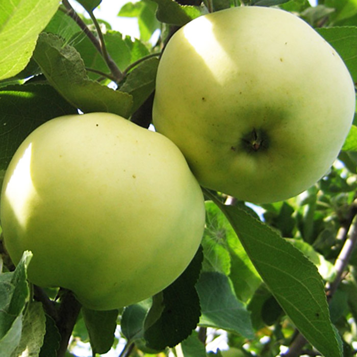 Яблоня Папировка 3-х летка Tim 