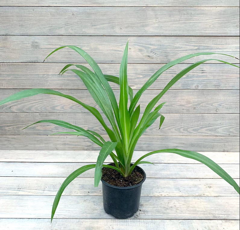 ОсновноеИзображение