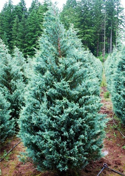 Можжевельник скальный Мунглоу v10 80-100 YP 