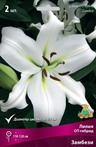 Луковица Лилия ОТ-гибрид Замбези  2шт Поиск 